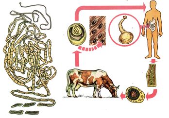 Für einen sehr häufigen Helminthen, den Rinderbandwurm, dient eine Kuh als Zwischenwirt und eine Person ist die letzte. 