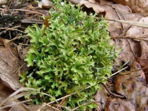 Parasit Cetraria im Körper