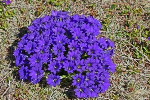 Parasitenfieberwurzel im Körper