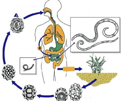 Lebenszyklus menschlicher Parasiten