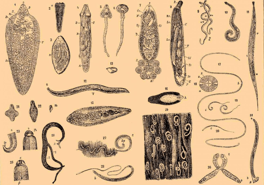 Arten von Würmern, die im Körper leben. 