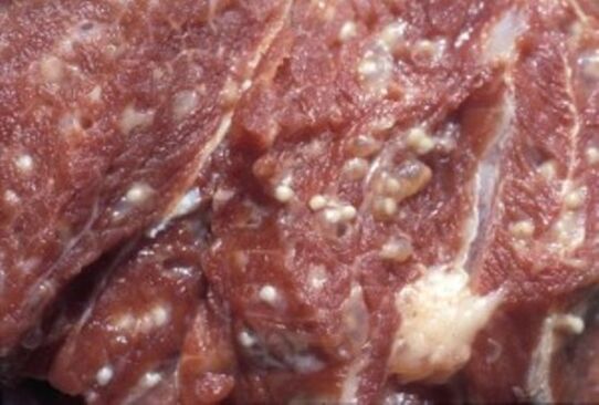 Fleisch mit gefährlichen Parasiten Trichinen kontaminiert